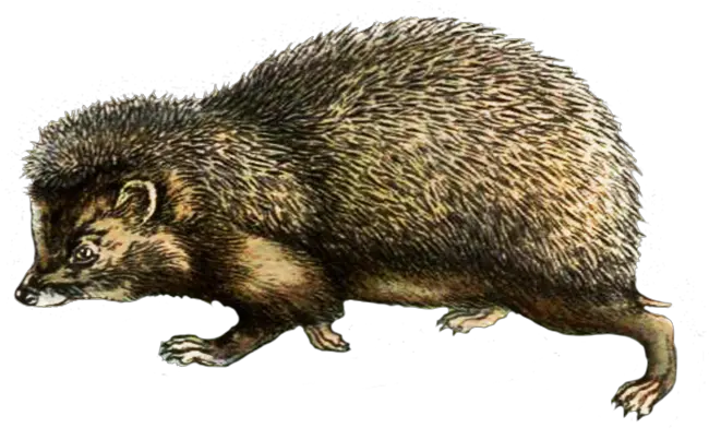  Hedgehog Clipart Punxsutawney Phil Png Porcupine Png