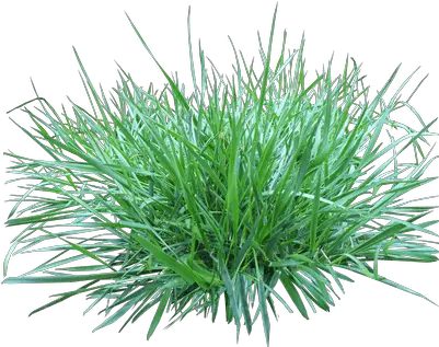  Patch Of Grass Transparent Png Patch Of Grass Png Grass Clipart Transparent Background