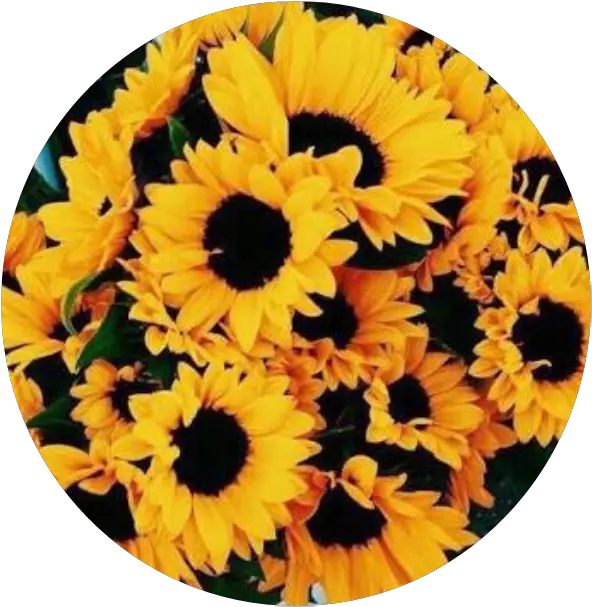  Icon Yellowicon Sunflower Sorry I Sticker By Sunflowers Background Png Sunflower Icon