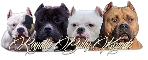  Royalty Bully Kennelz North America American Kennel White English Bulldog Png Bully Logo