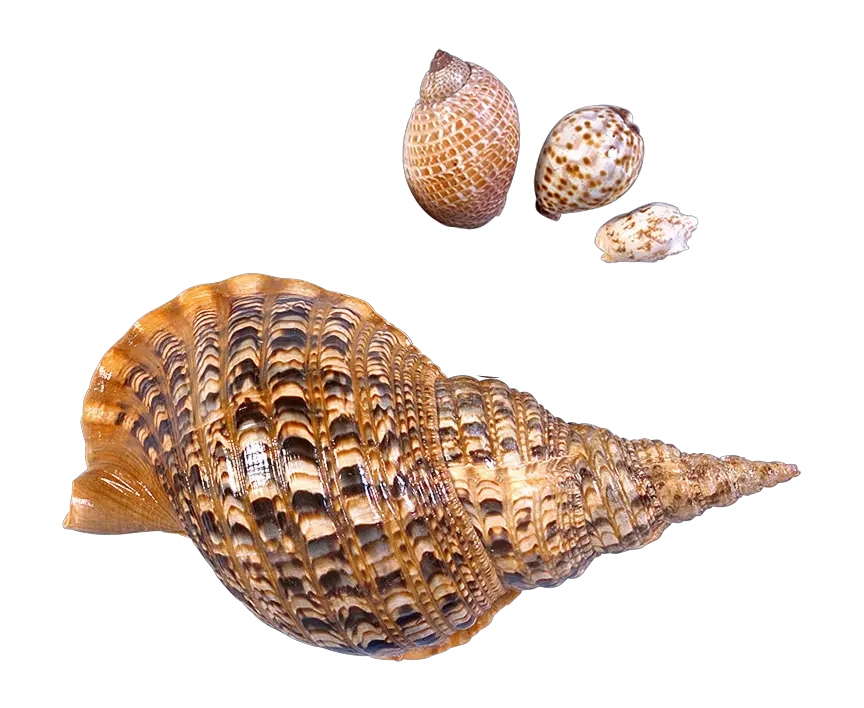  Seashell Png Images Free Download Sea Snail Png Shell Png