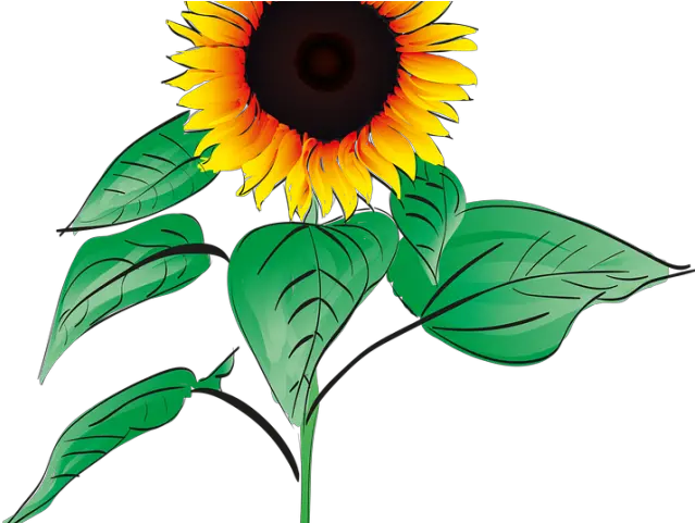  Sunflower Clipart Root Png Download Full Size Clipart Gambar Bunga Matahari Animasi Sunflower Clipart Png