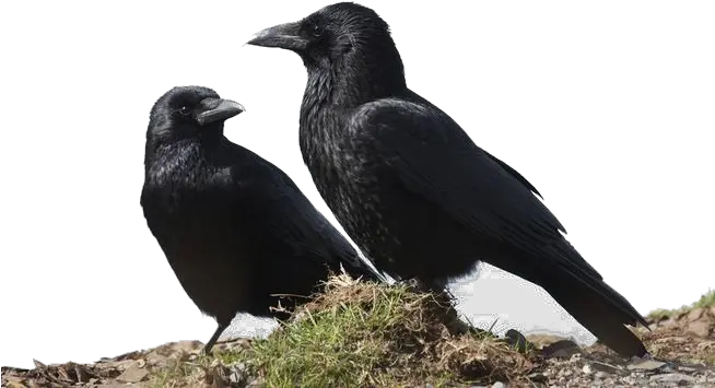  Crow Png Transparent Image Crows Together Crow Transparent