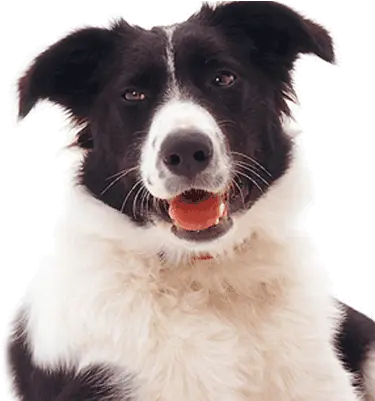  Border Collie Fan Lovecollies Twitter Dog Catches Something Png Border Collie Png