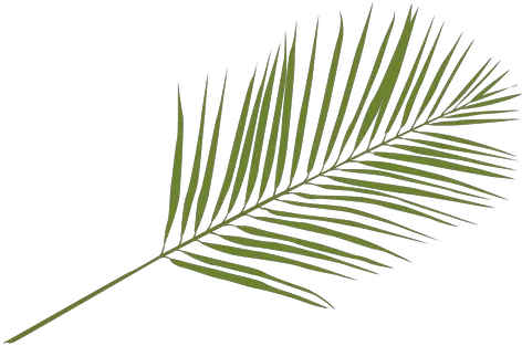  Phoenix Palm Leaf Illustration Transparent Png U0026 Svg Hoja De Palma Png Palm Branch Png