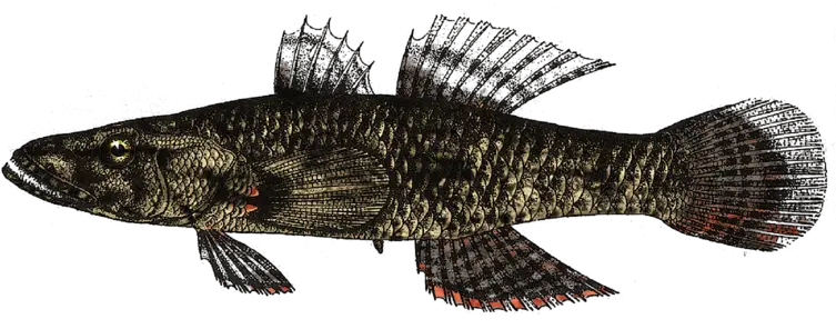  Filecrazy Fish Butis Hamilton 1822 By M L Fish Colored Png Fish Png