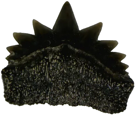  Fossil Seven Gill Shark Teeth Png