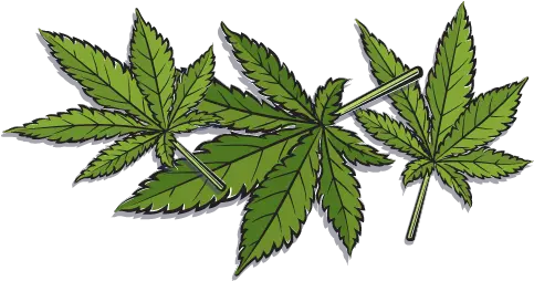  Hemp History Back To The Future The Rebirth Of Hemp Hemp Clipart Png Cannabis Leaf Png