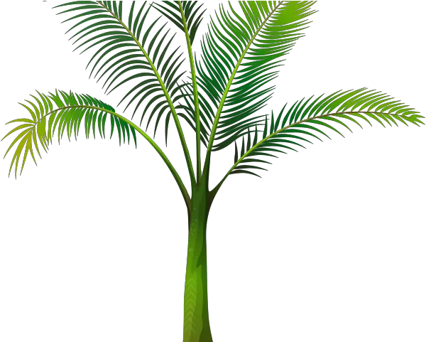  Date Palm Clipart Tropical Tree Png