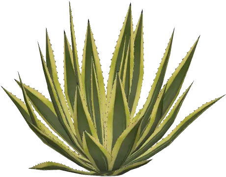  Agave Png Transparent Agavepng Images Pluspng Agave Plant Png Plant Png