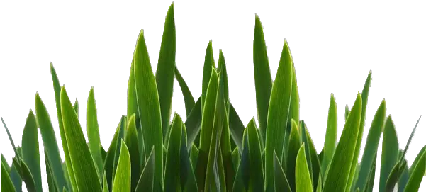  Grass Png Picture 678721 Basic Knowledge Of Microbiology Grass Png