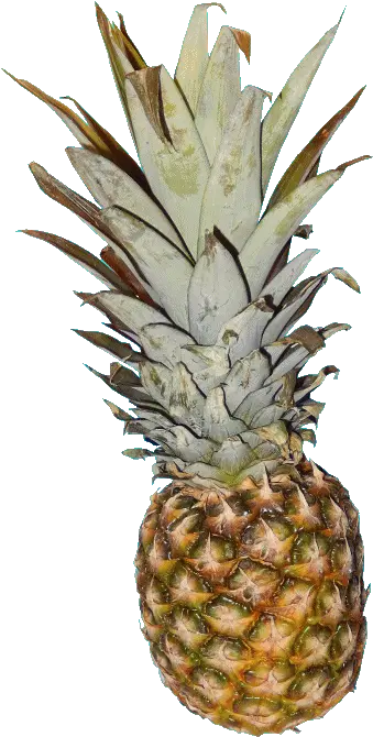  T R A N S P E Pineapple Pictures And The Gif By Me Sticker Describe Yourself Describe Of Pineapple Fruit Png Pineapple Transparent