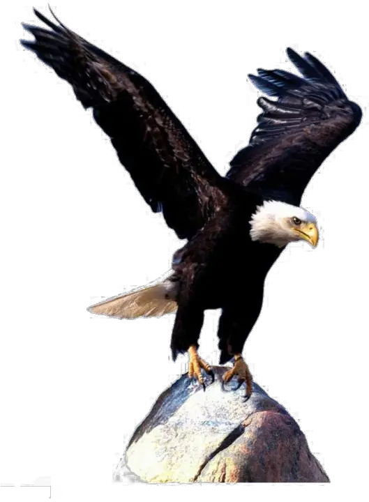  Bald Eagle Bird Clip Art Eagle Wings Png Download 561 Flying Eagle Pictures Free Download Eagle Wings Png