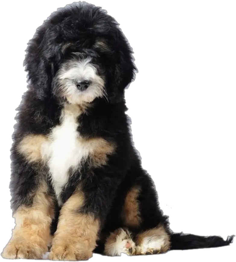  Bernese Mountain Dog Poodle Bernedoodle Puppy Goldendoodle Puppy Bernese Mountain Poodle Png Puppy Png