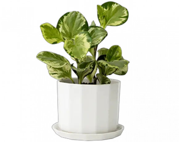  Riveted Planter Jenn Ou0027brien Interiors Rivet Png Planter Png