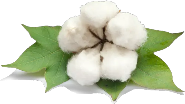  Cotton Png Photo Cotton Png Hd Cotton Png