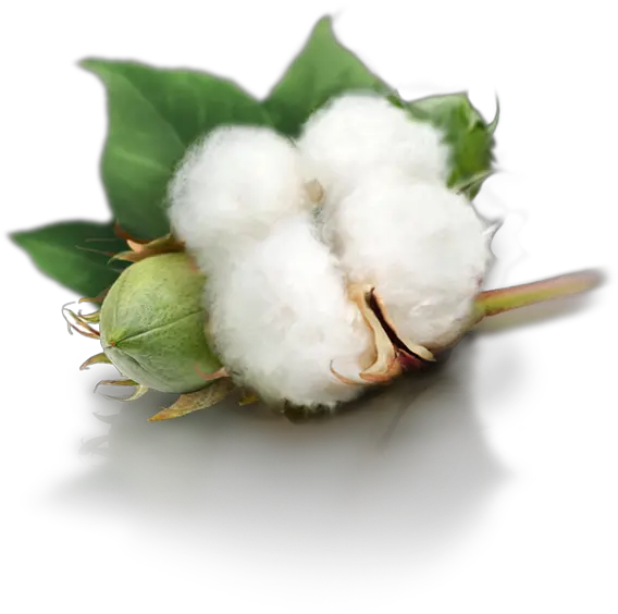  Cotton Png Cotton Images Png Cotton Png