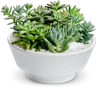  Succulent Transparent Png Clipart Plantas Suculentas Png Succulent Png