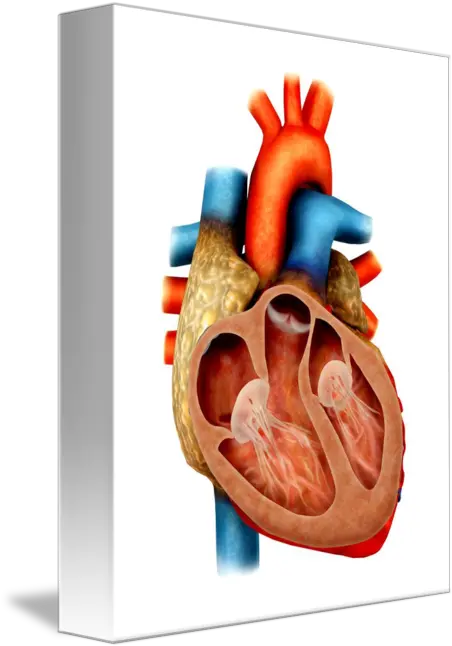  Anatomy Of Human Heart Cross Section By Stocktrek Images Vertical Section Of The Human Heart Png Human Heart Png