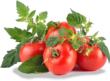  Tomato C Green Png