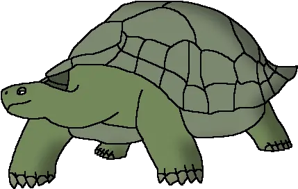  Wildlife Animal Pedia Wiki Galápagos Tortoise Png Tortoise Png