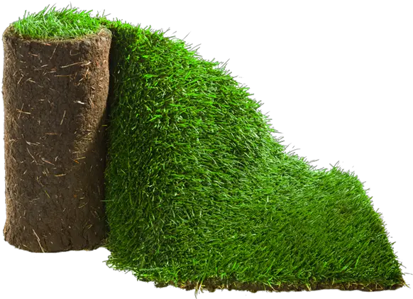  Moss Transparent Png Image Rolled Grass Png Moss Png