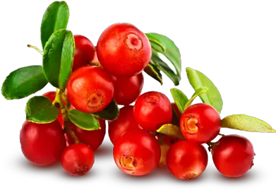  Cranberry Png 3 Image Bearberry Fruit Png Cranberry Png