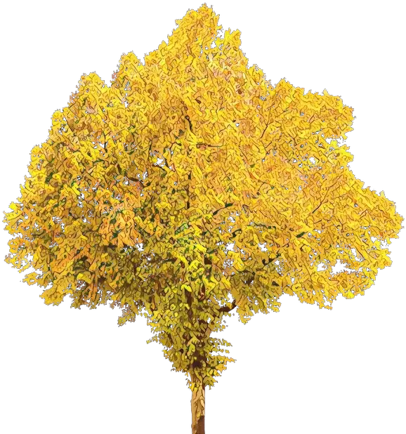  Tree Portable Network Graphics Clip Art Transparent Background Tree Leaves Png Fall Tree Png