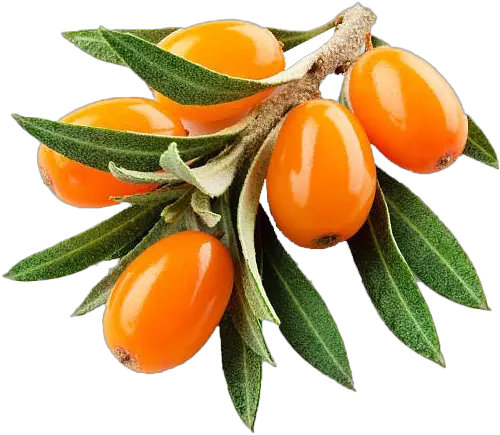 Fruits Png Images