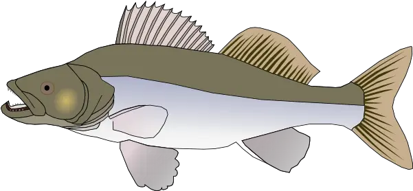  The Picture For Word Fish Pike Perch Zander Word Big Fish Clipart Transparent Png Bass Fish Png