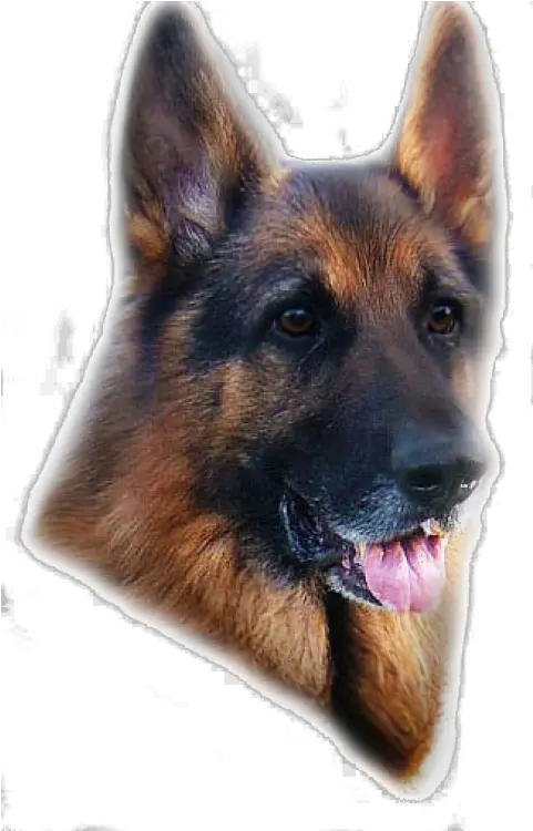  German Shepherd Dog Image Png Skypng Old German Shepherd Dog German Shepard Puppy Icon