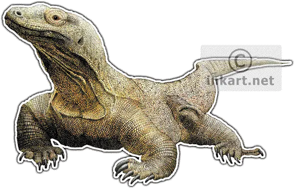  Komodo Dragon Varanus Komodoensis Line Art And Full Color Komodo Dragon Art Png Komodo Dragon Png