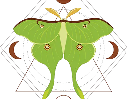  Luna Moth Projects Photos Videos Logos Illustrations Luna Moth Png Moth Icon