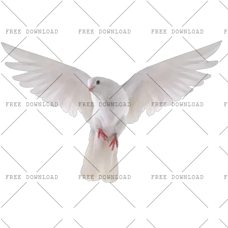  Dove Bird Png Image With Transparent Background Photo 517 Transparent Background Dove Png Wings Transparent Background