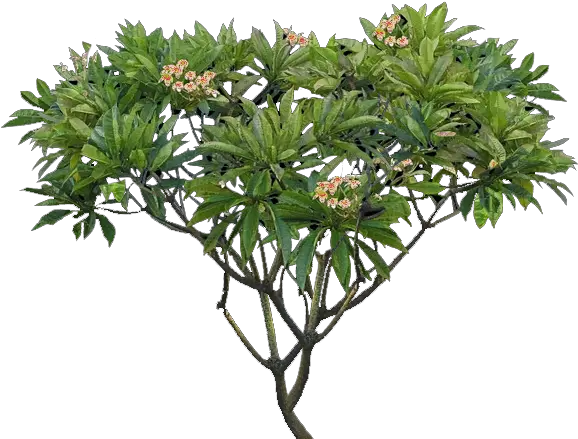  Download Plumeria Tree Png Plumeria Alba Tree Png Full Plumeria Png Banana Tree Png