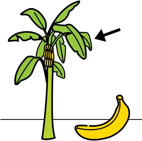  Banana Tree In Arasaac Global Symbols Clip Art Png Banana Tree Png