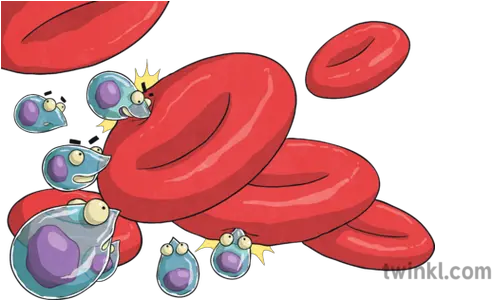  Infected Blood Cells Cutout Malaria Ks2 Illustration Twinkl Malaria Cells In Cartoon Png Blood Cut Png