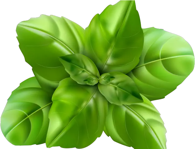  Plant Clipart Thulasi Basil Leaf Clipart Full Size Png Basil Png Leaf Clipart Png