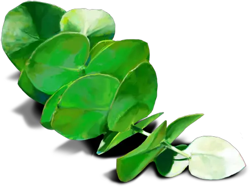  Oobites Eucalyptus Leaves Transparent Png Full Size Png Eucalyptus Png