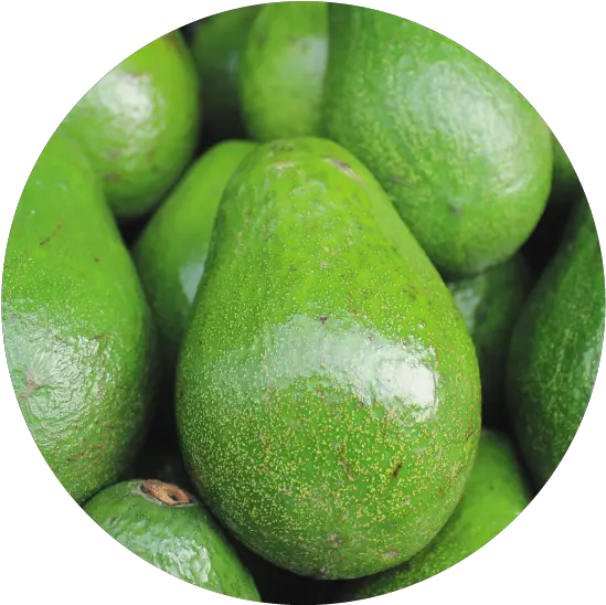  Smashing Avocado Disease Threats Queensland Alliance For Avocado Png Avocado Png