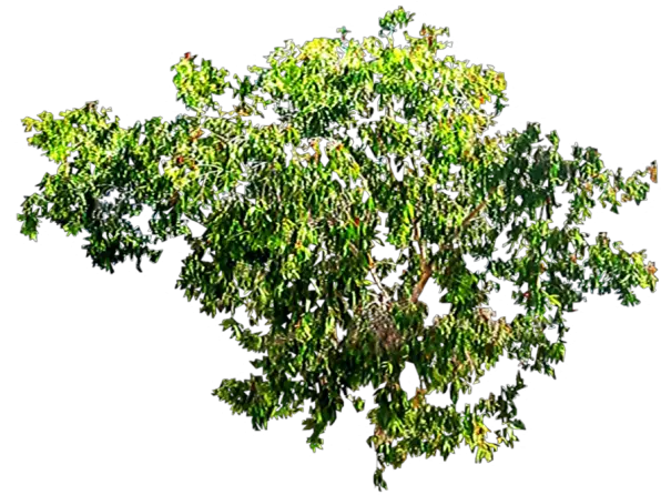  Paperbark Tree Png Transparent Images U2013 Free Paperbark Png Tree Png Top