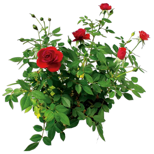  Rose Flower Rose Bush Transparent Background Png Rose Bush Png