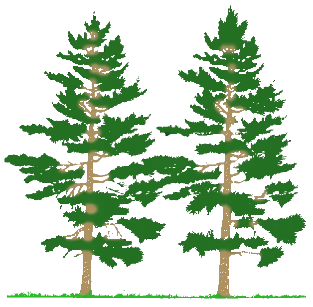  Download Pine Tree Black And White Image Clipart Png Free Types Of Forest Fire Pine Tree Branch Png