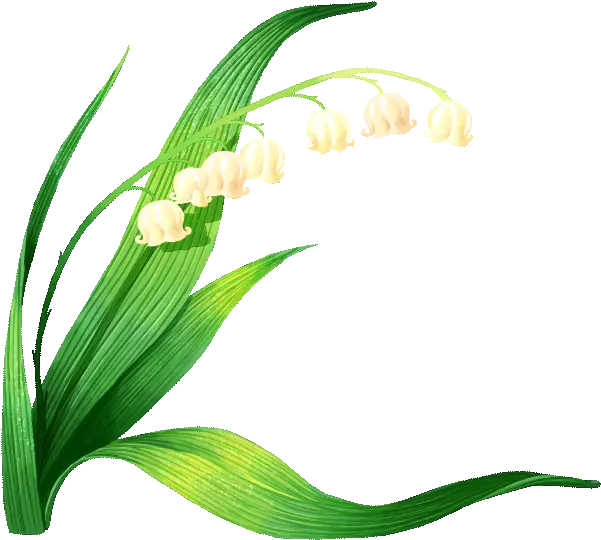  Muguet Lily Of The Valley Vector Clipart Full Size Lirio Do Vale Png Lily Of The Valley Png