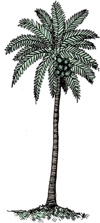  Download Coconut Tree Col Black U0026 White Coconut Tree Png Transparent Coconut White Background Coconut Tree Png