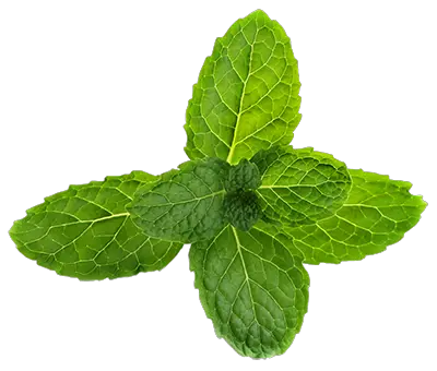  Download Hd Pepermint Png Mint Flower Png Transparent Png Mint Flower Png Mint Transparent