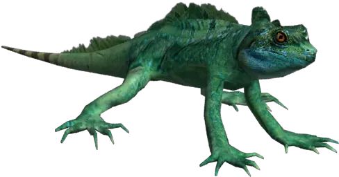  Reptile Eye Png 03 29 58 215 Basili 1 Common Chameleon Green Iguana Chameleon Png