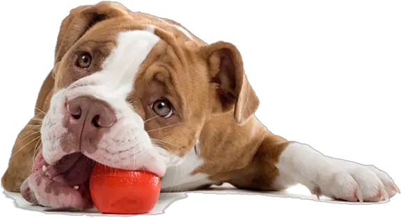  Pet Products Product Pets Com Hundreds Of Different Dog Playing With Toys Png Cute Dog Png