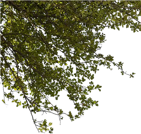  A Closeup Cutout Photo Of Green Tree Png Branches