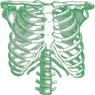  Rib Cage Png All Rib Cage Drawing Cage Png